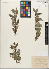 Foto von Salix myrsinifolia Salisb.